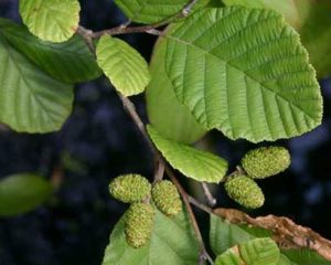 traitement des allergies aux pollens de l'aulne par la kinesiologie