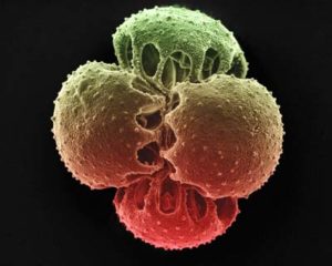 kinesiologie-aec.ch -Allergies - pollen
